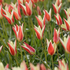 Tulipa Clusiana 'Cynthia', Tulip 'Cynthia', Lady Tulip 'Cynthia', MIscellaneous Tulip 'Cynthia', Botanical Tulips, Tulip Species, Rock Garden Tulips, Wild Tulips, Candle Stick Tulips, Mid spring tulip, bicolored tulip
